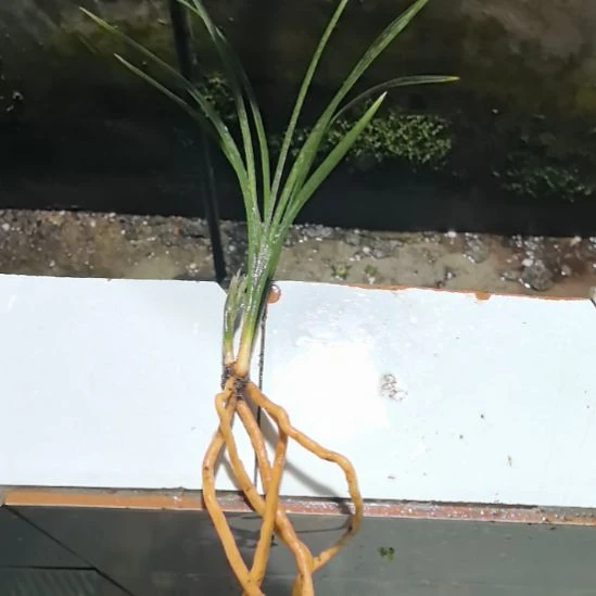 完全开放盖世牡丹两苗