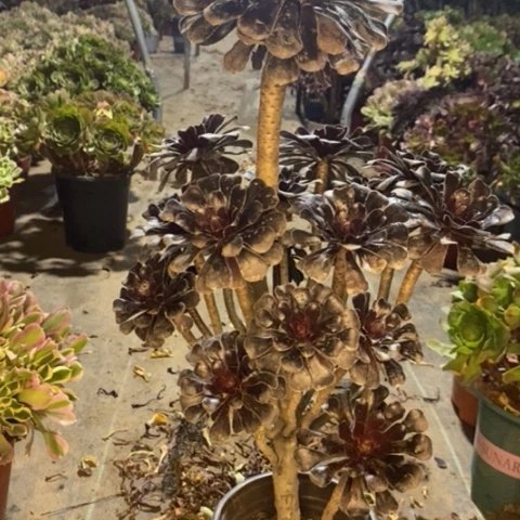 巧克力树多肉植物044