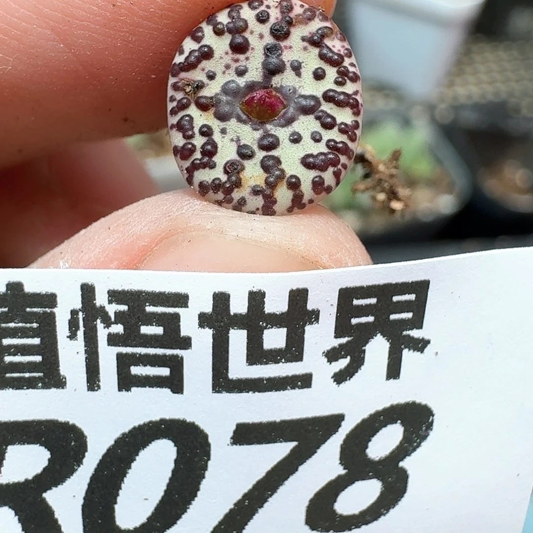 多肉植物的润泽wfhh