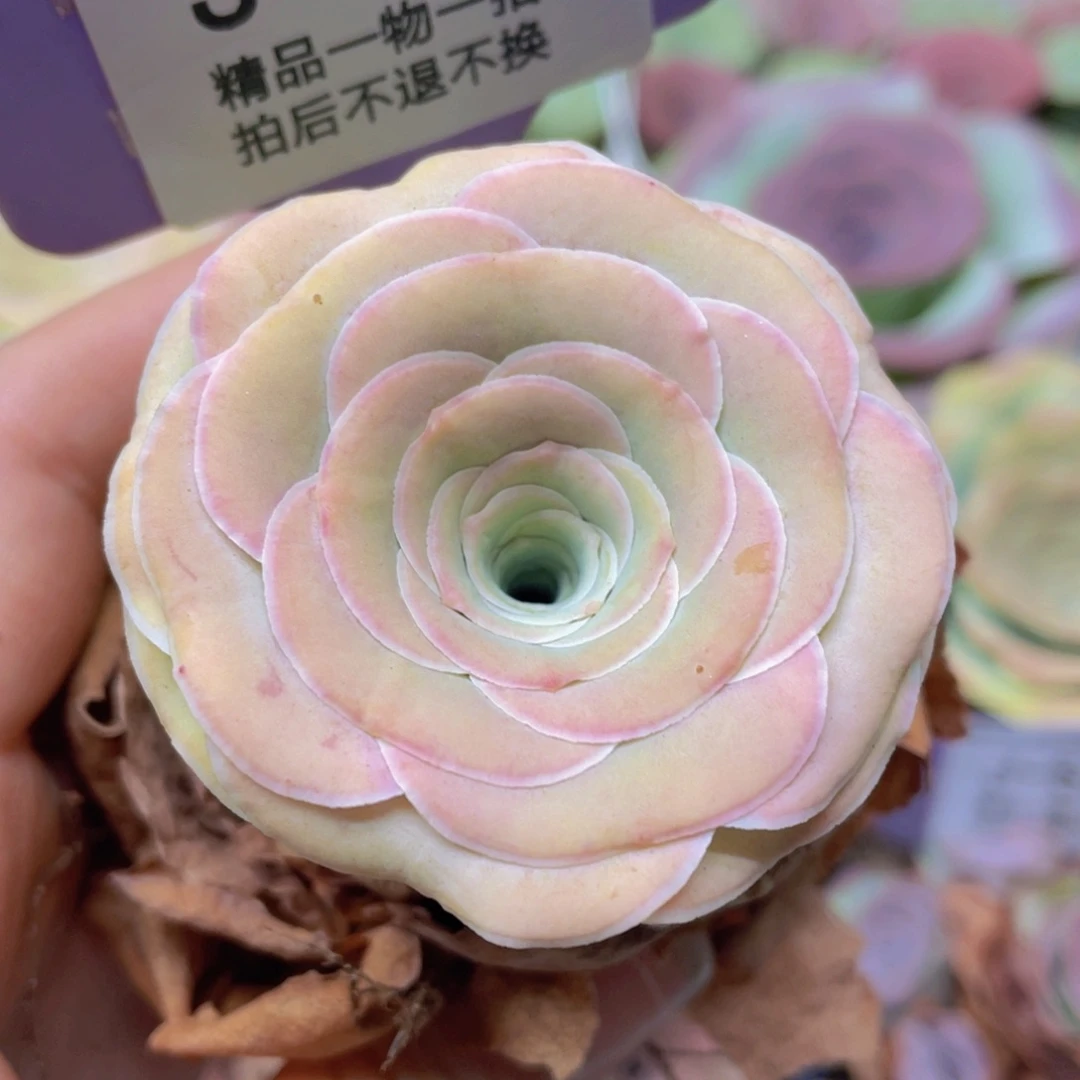 山地玫瑰J572裸根发货不售后