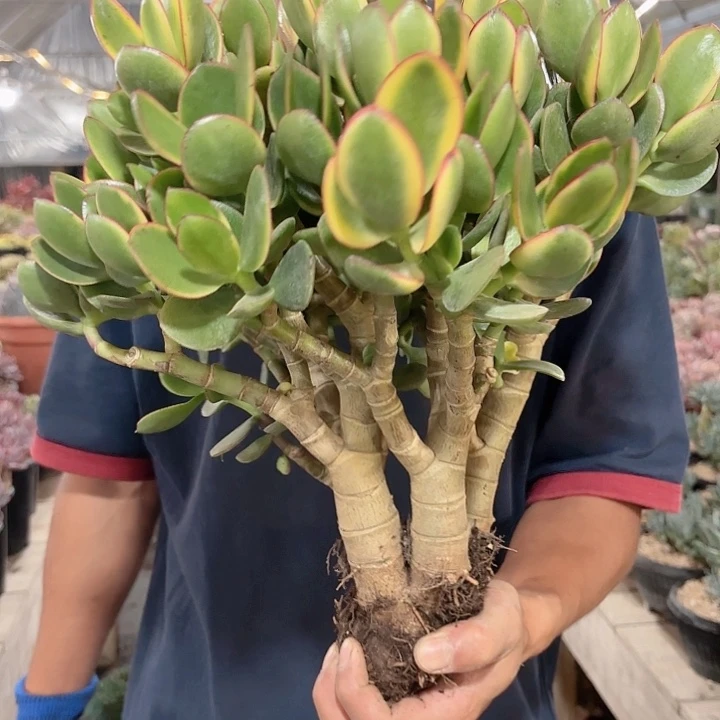 新花月锦老桩多肉