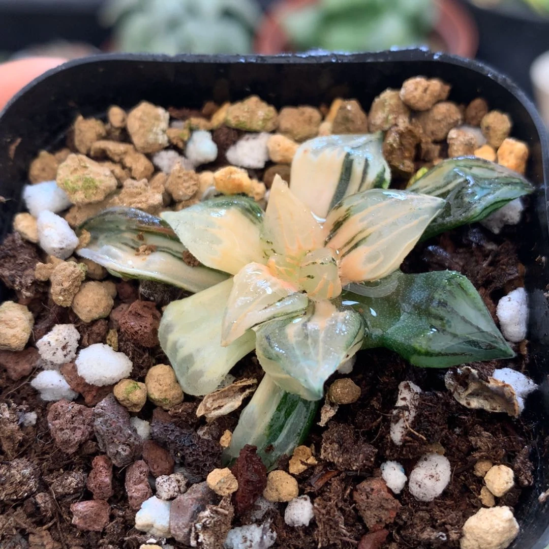 西瓜寿锦，带盆一起