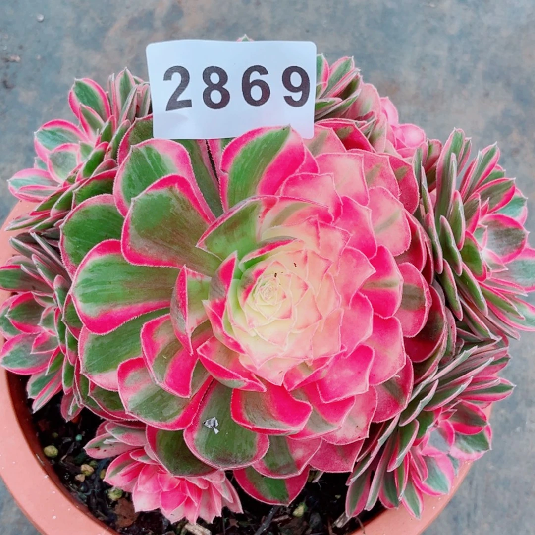 粉孔雀翎特价多肉