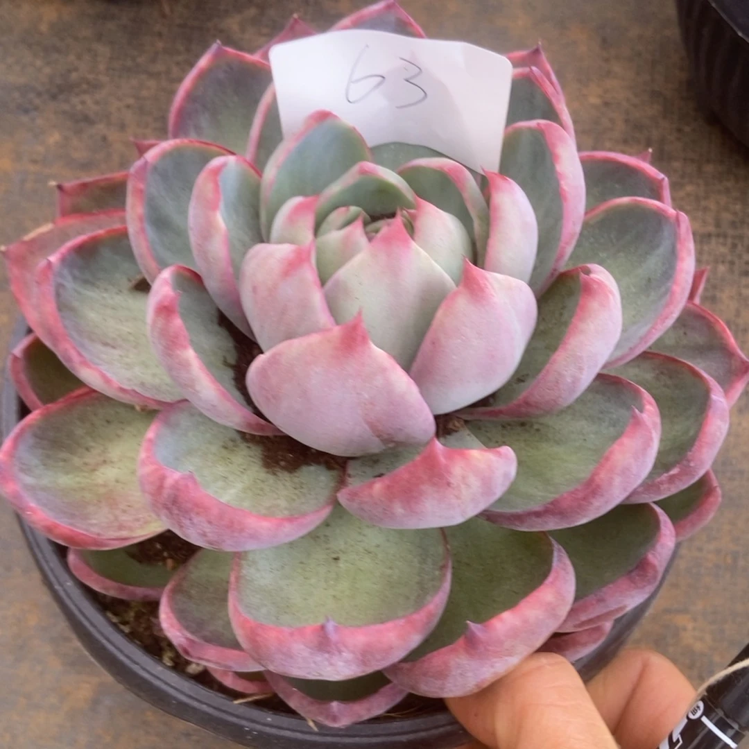 惊鸿63 多肉多肉多肉多肉