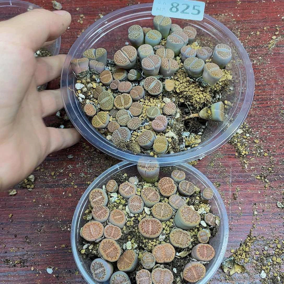 风***兰82500000花花花花花