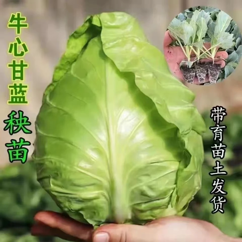 牛心甘蓝秧苗甘蓝苗尖包苗耐寒早熟特大高产卷心菜春包蔬菜秧苗