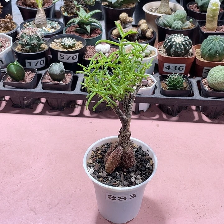 883梅斯木枝干老桩