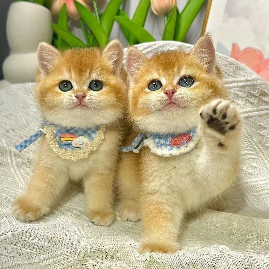 活体宠物幼猫纯种活体圆脸短毛长毛矮脚拿破仑金渐层蓝金紫金彩金