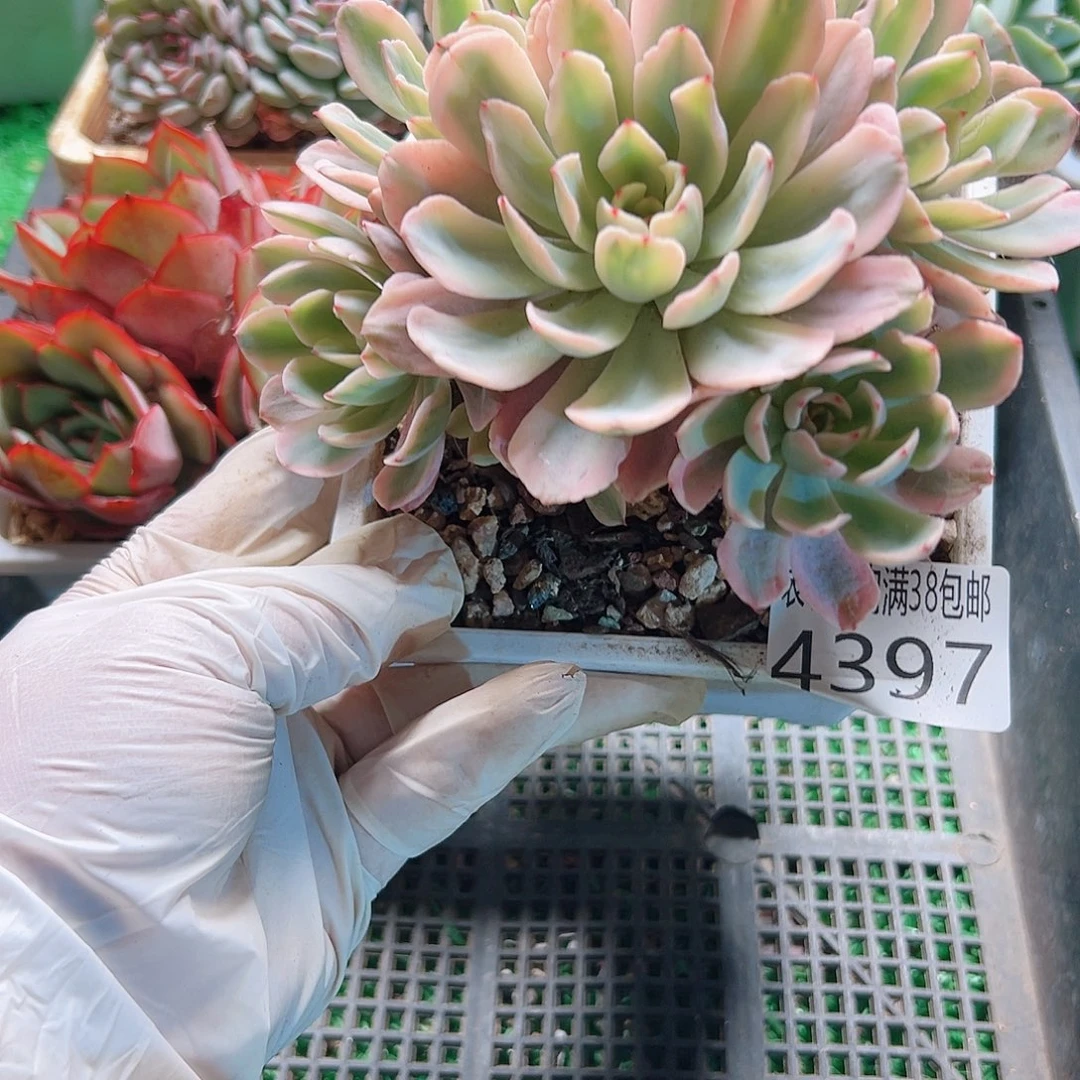 无花朵多肉一物一拍植物4397