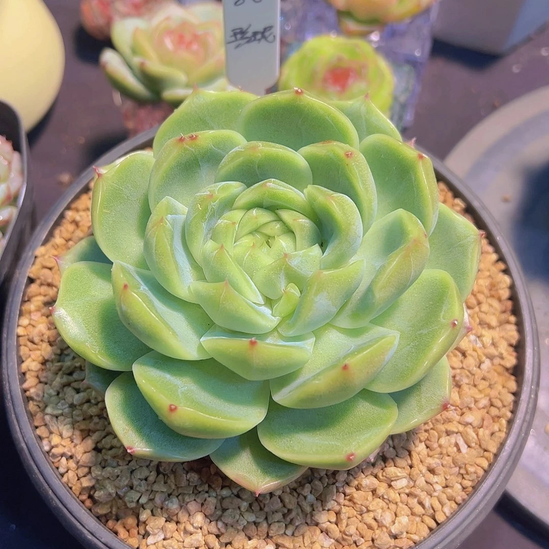 拒**虑多肉植物，珍妮