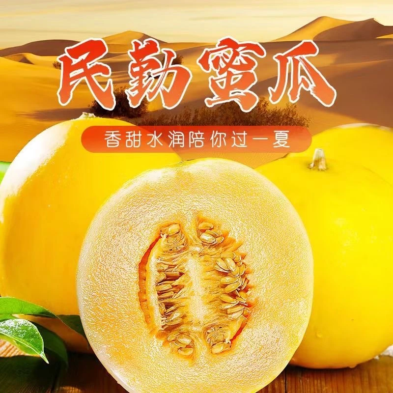 甘肃民勤蜜瓜沙漠金红宝黄河蜜瓜哈密瓜产地直发中通发货