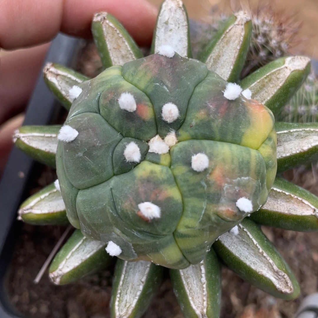 全部花朵龟甲海星兜锦 700