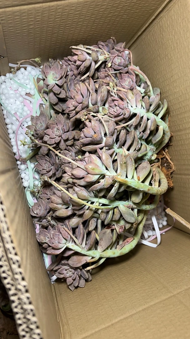 地栽阿伦陪多肉   一单包邮   轻微断肢不售后