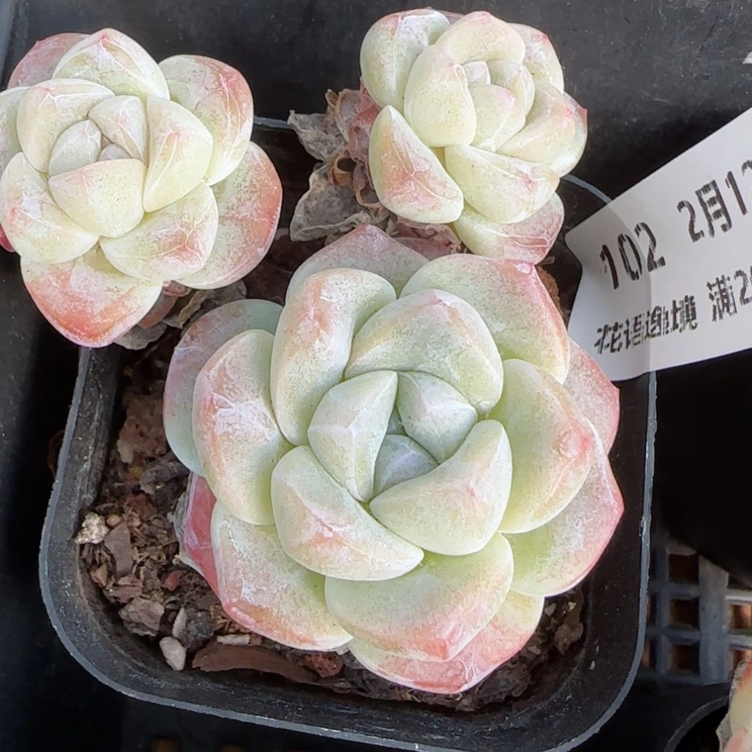 花语逸境0212-102