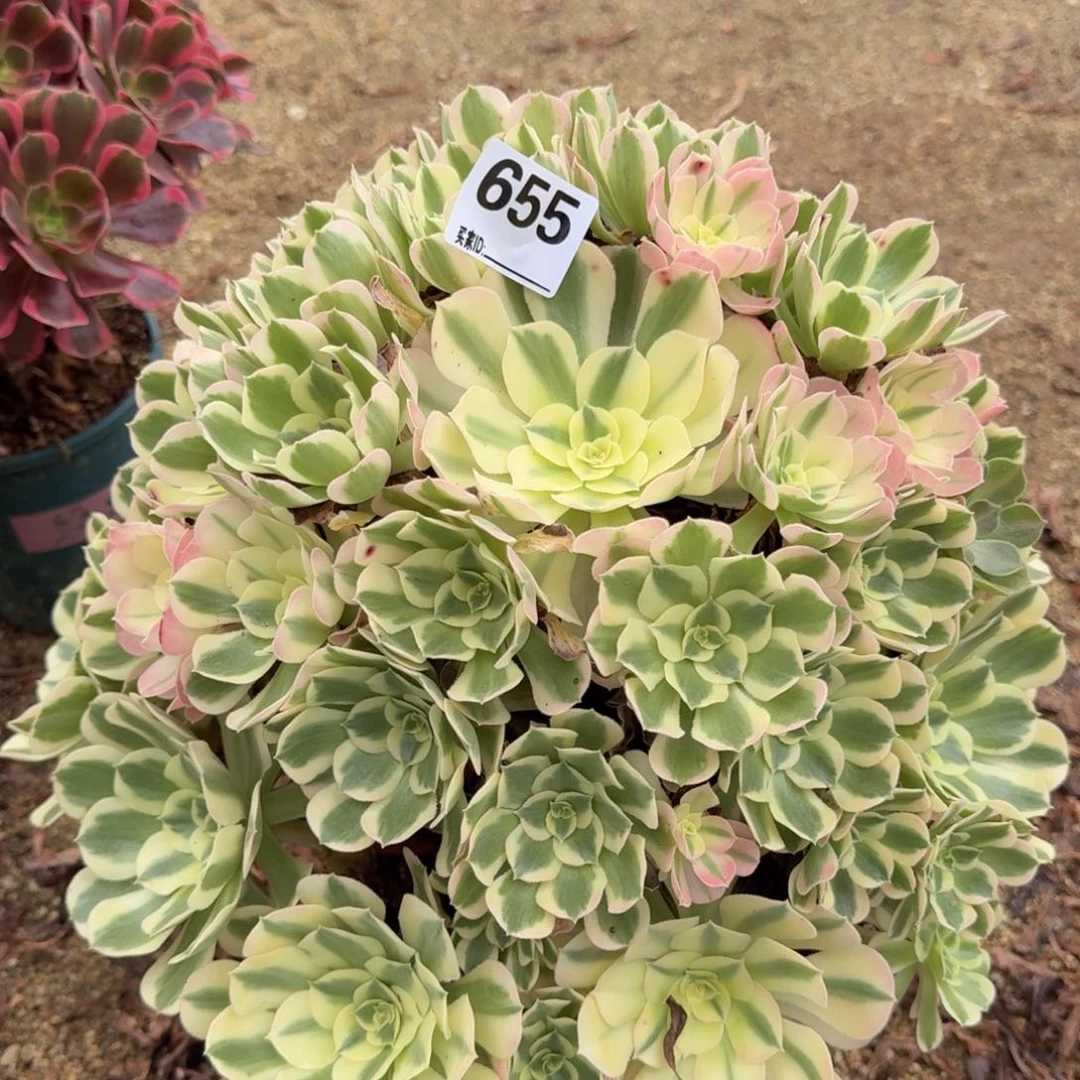 655白凤多肉植物