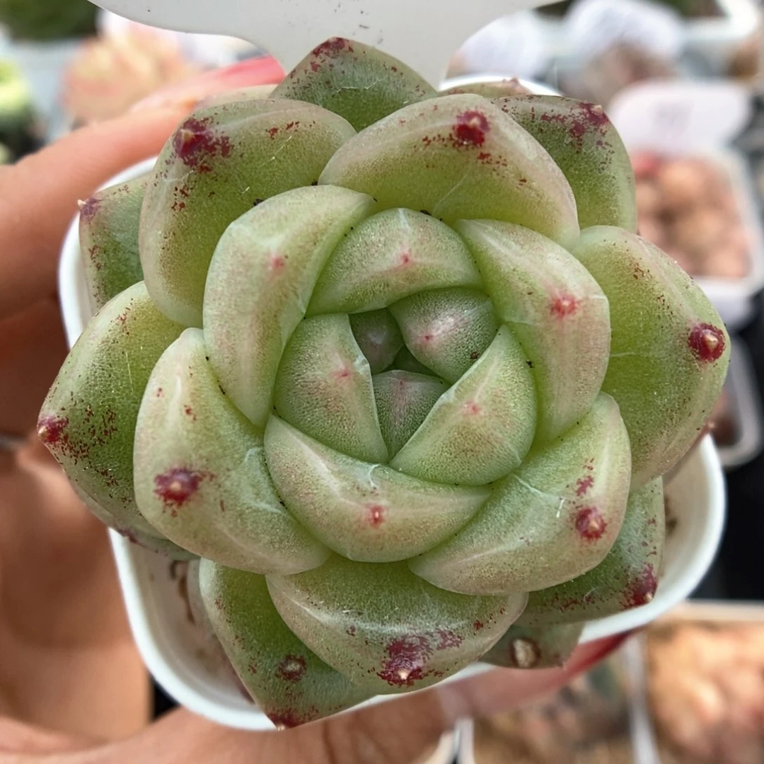 珍妮麦秆可拍8号。        