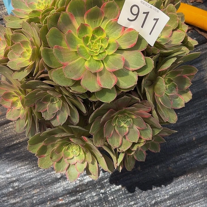多肉植物福利911元