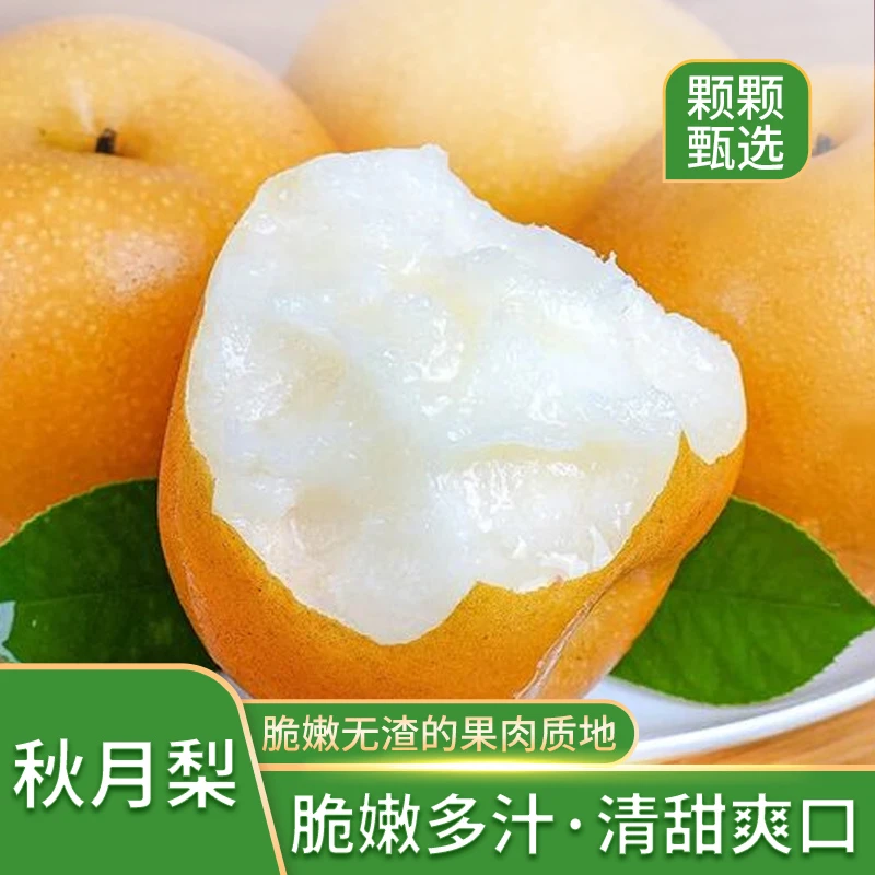 正宗山东秋月梨新鲜现摘当季水果脆甜多汁细嫩化渣5斤包邮