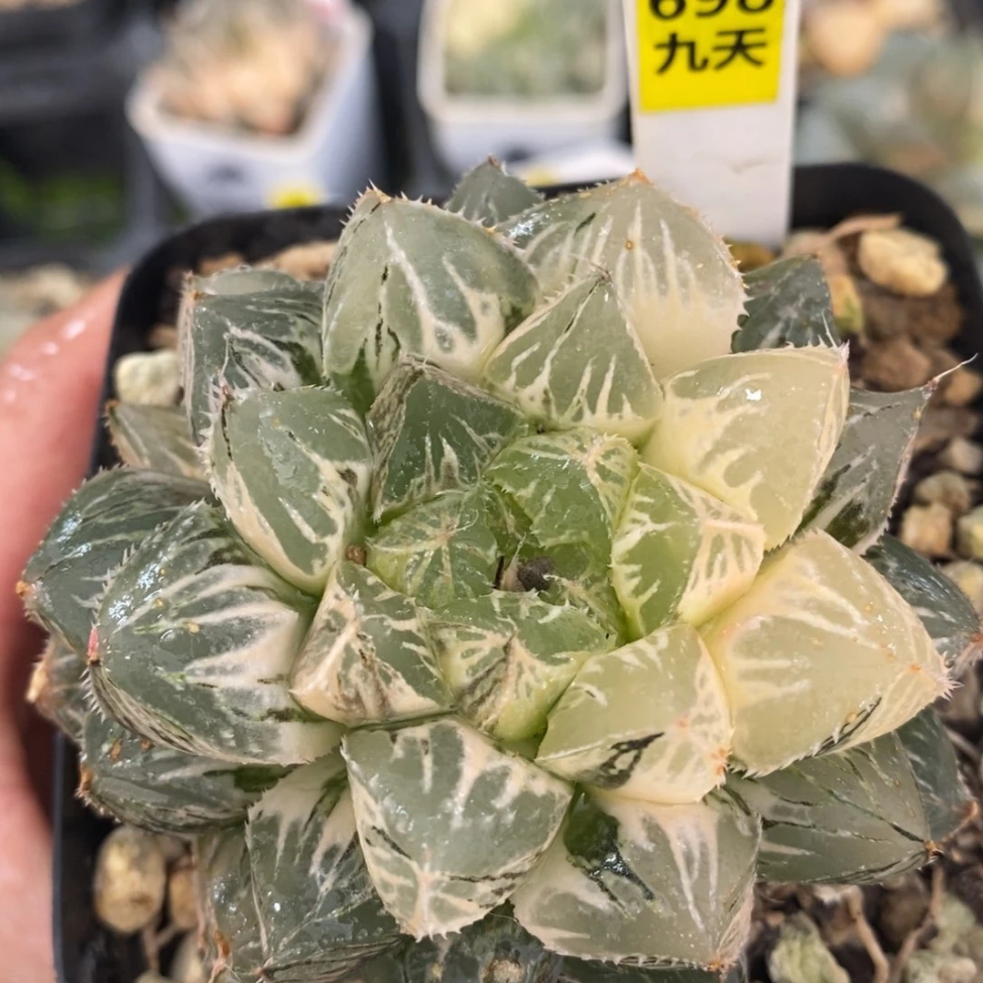 不开花植物698楼兰