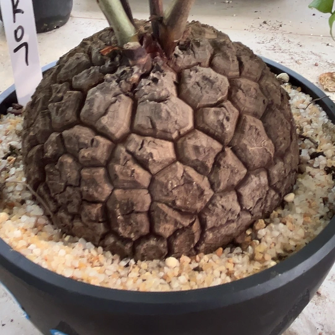 汤圆植物龟甲龙黑皮龟