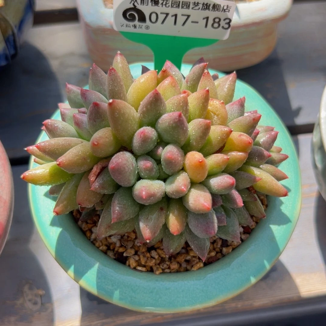 多肉一物一拍0717-183