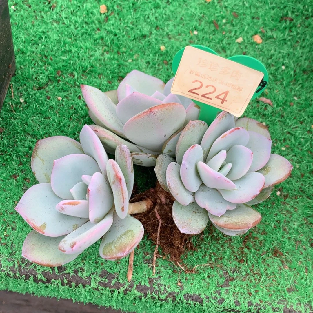 明****韩版奶茶无砍平头224