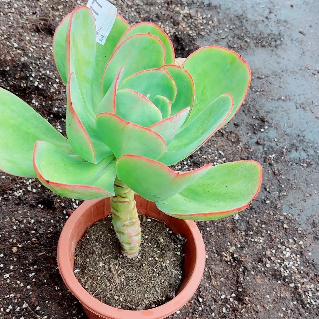 鈺***汐金凤凰多肉植物77