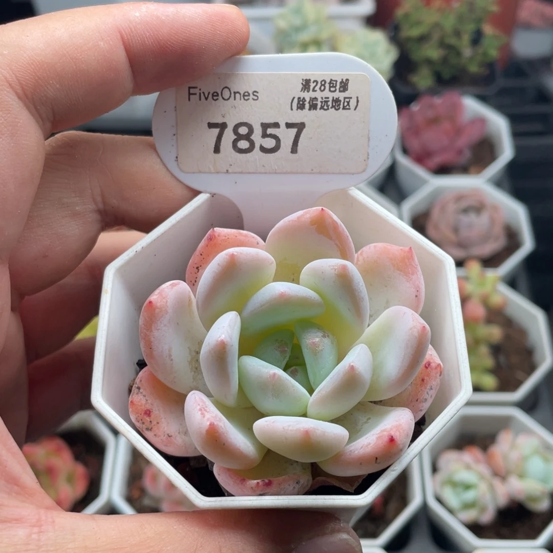 也梦7857-5.5厘米