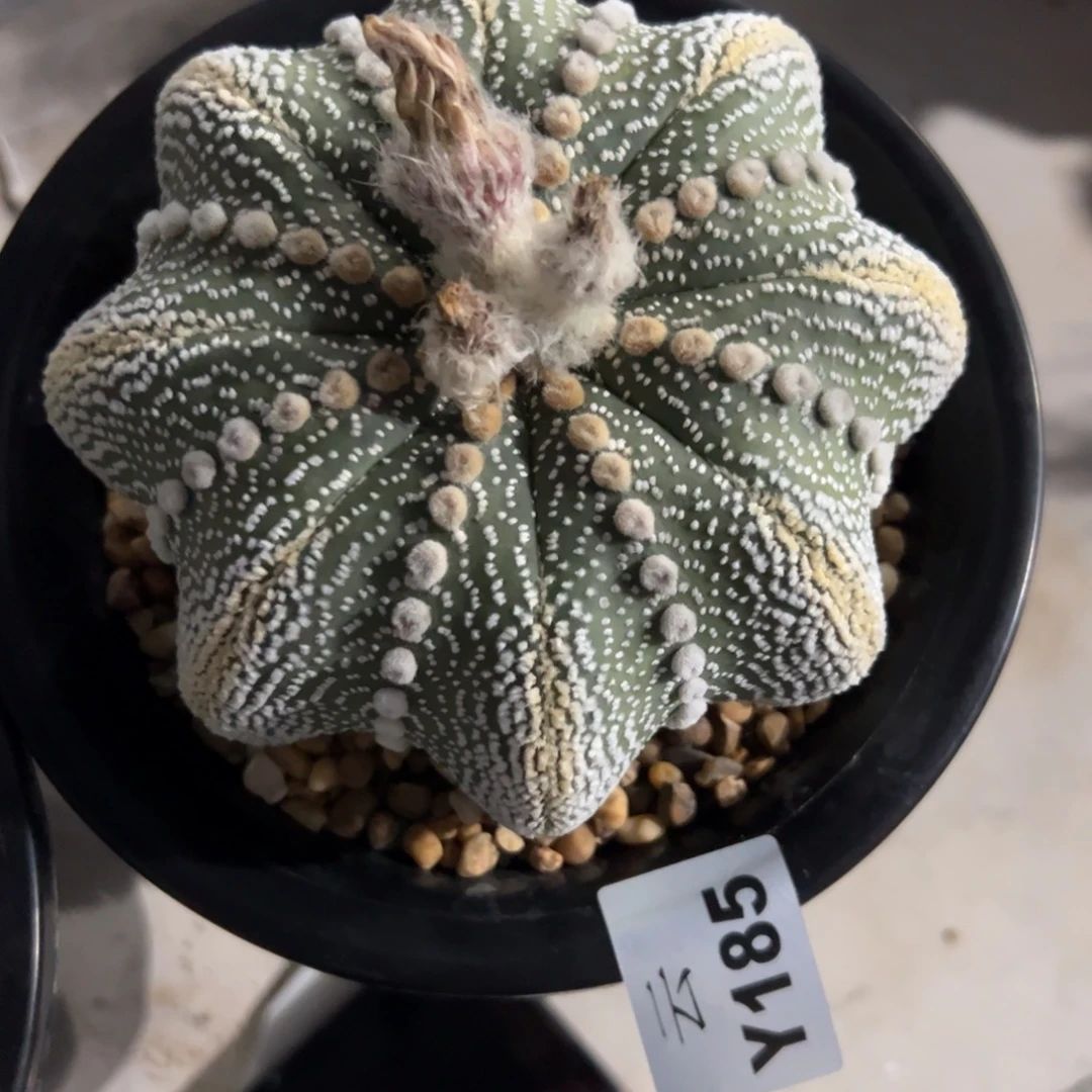 浪***石Y185号兜仙人球多肉