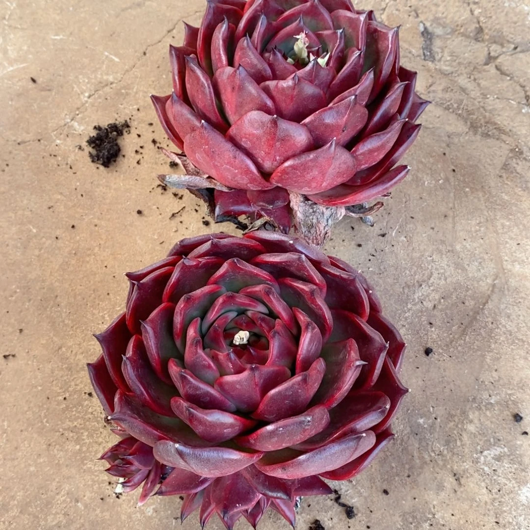 S****语福利特价贝拉