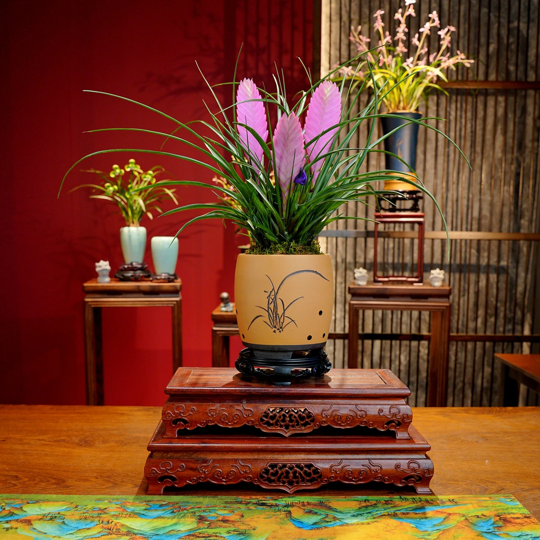 洋兰铭品【铁扇公主】带花苞 浓香型兰花 宜兴紫砂盆 室内好养