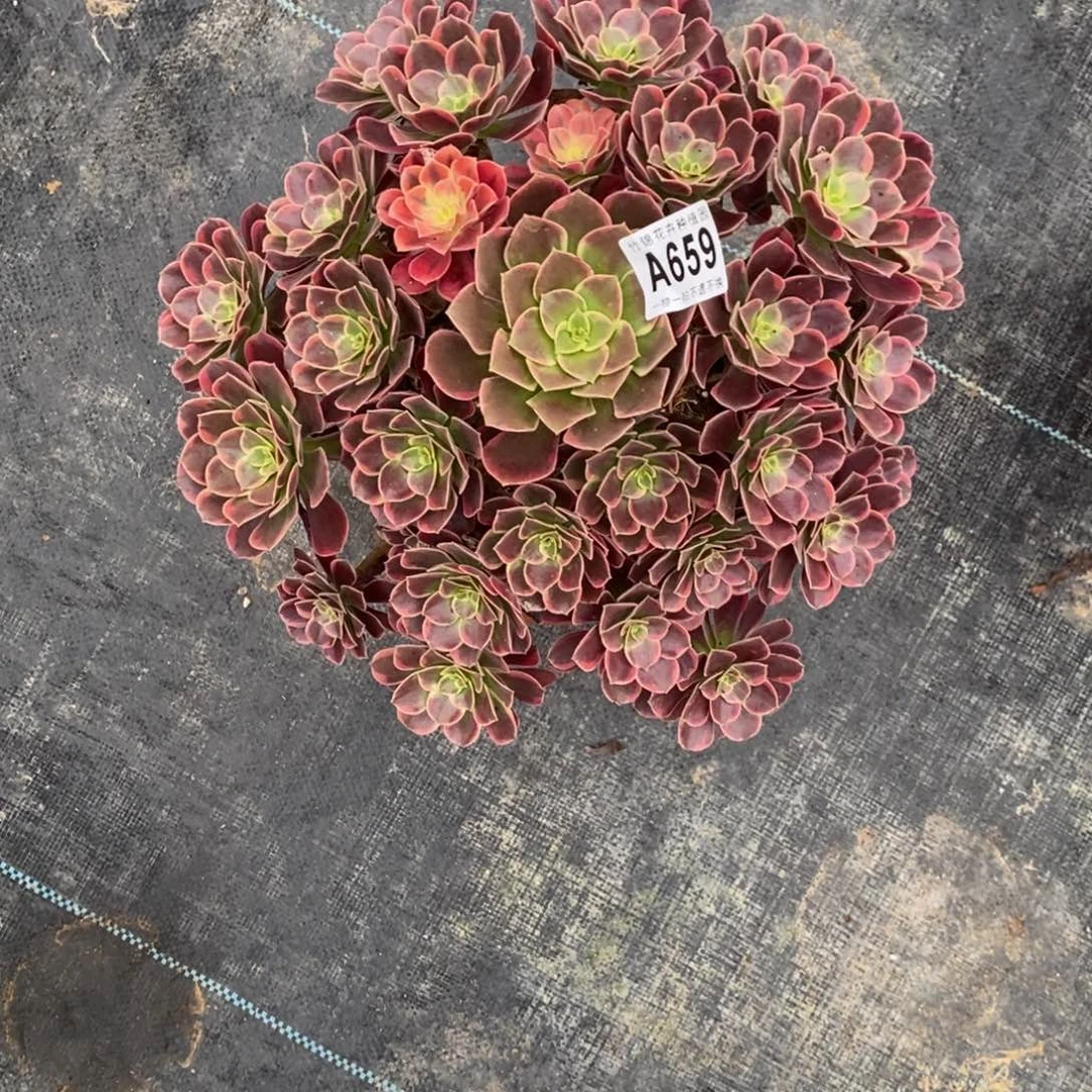 659金丝雀福利一棵