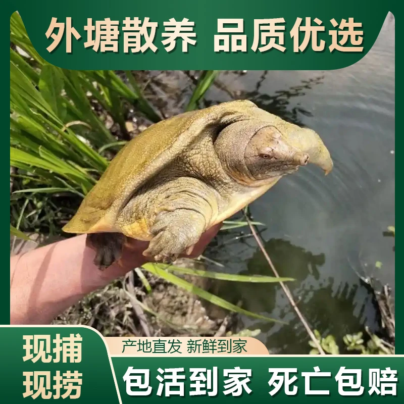 【农户老甲鱼】外塘散养生态甲鱼3只（共3-4斤）品质优选冷链发货