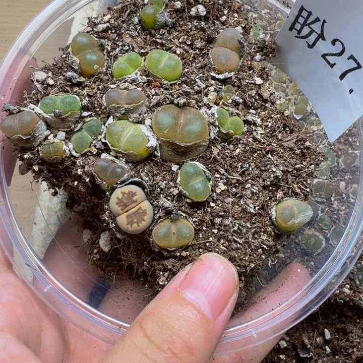 多肉植物的生长发育27