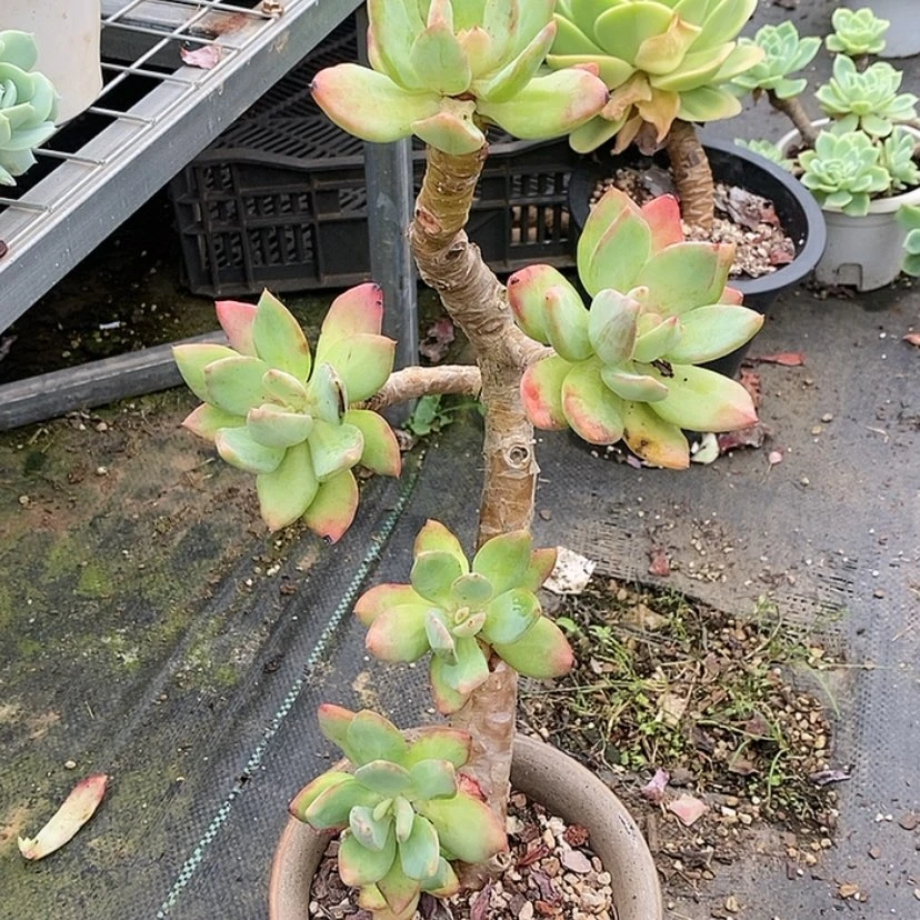 【闪购商品】用****0芒果美人1665