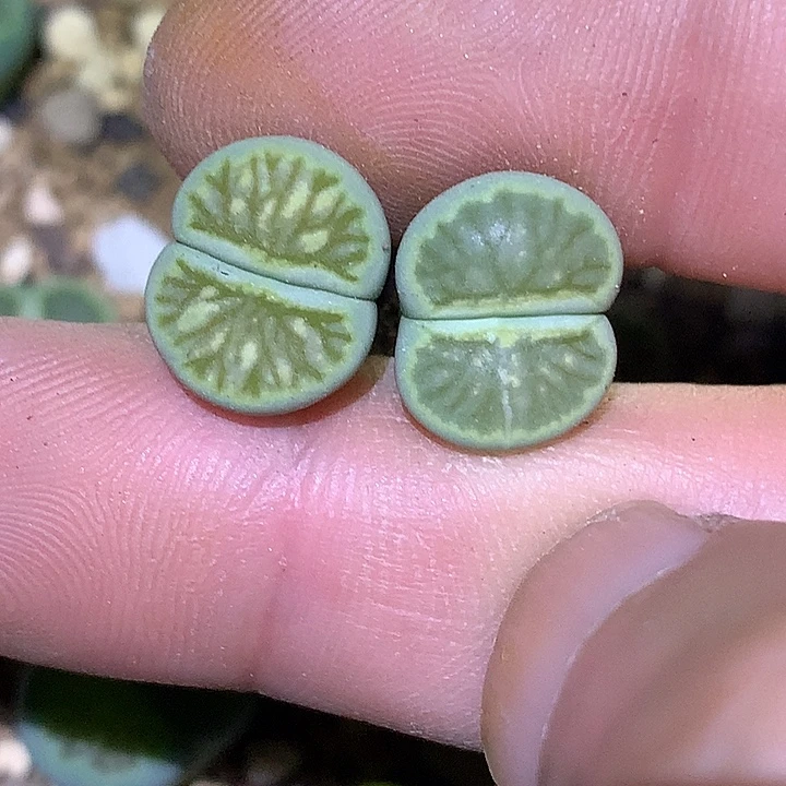 未***部精品多肉植物精品多肉