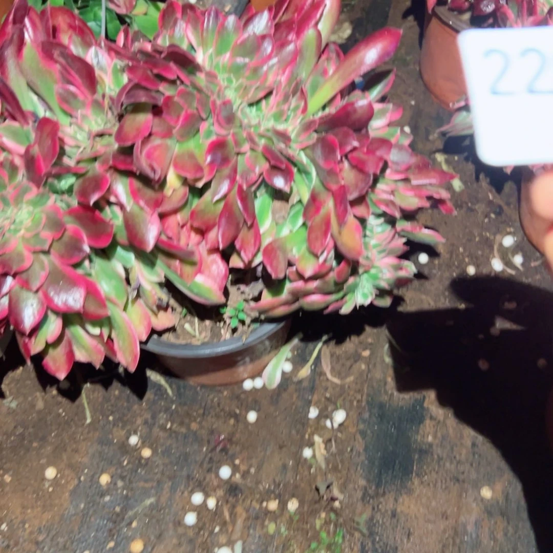 2299 号多肉植物法师新年福利