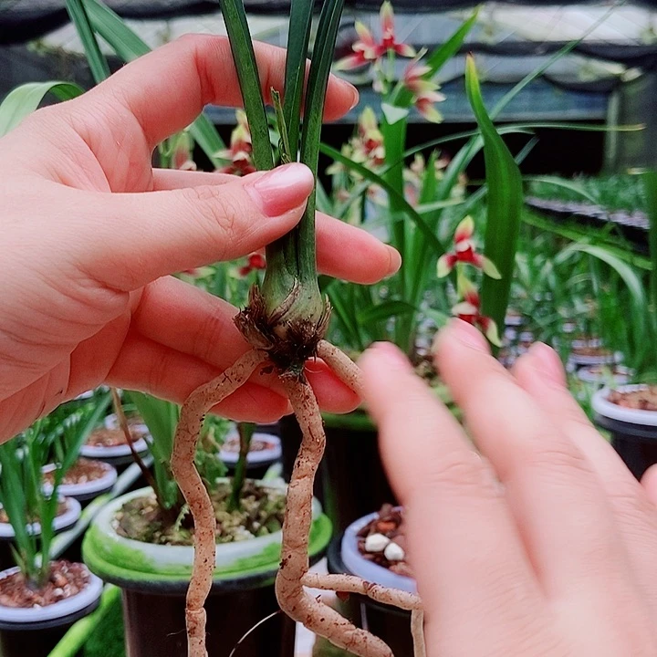 无花朵精品购物建兰国魂引种1