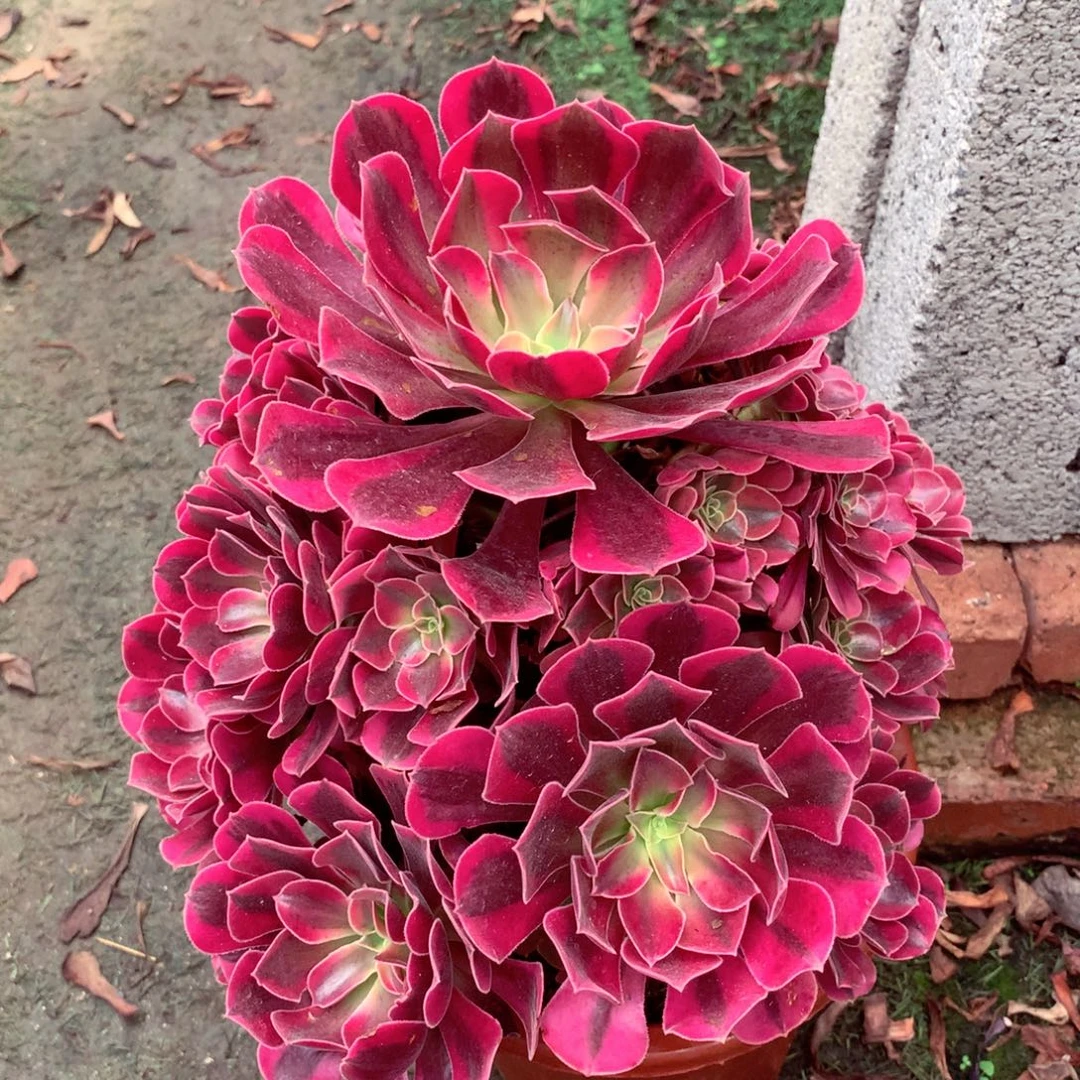 美杜莎，多肉植物的