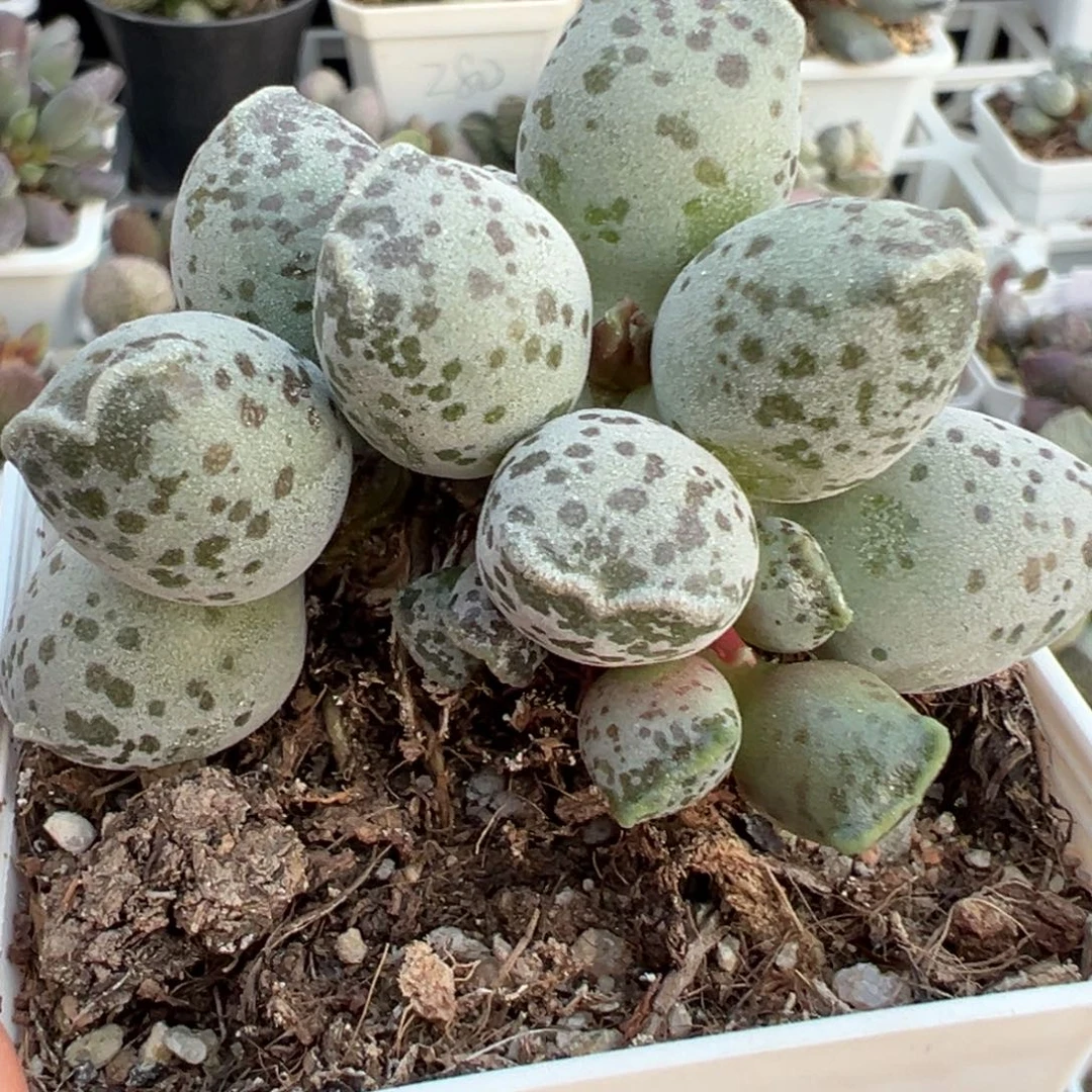 丸叶海豹老桩多肉植物水泡