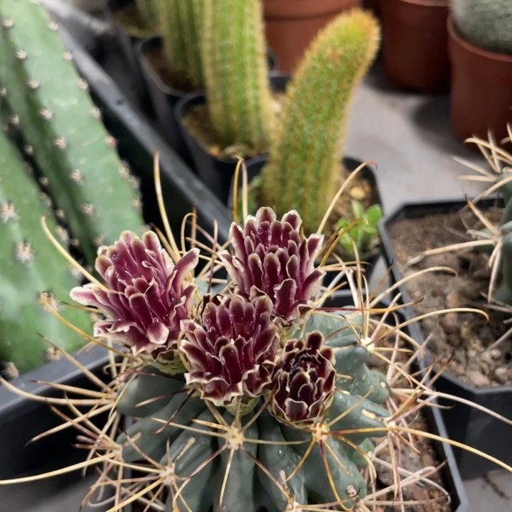 黑罗莎小精品带花苞一杯