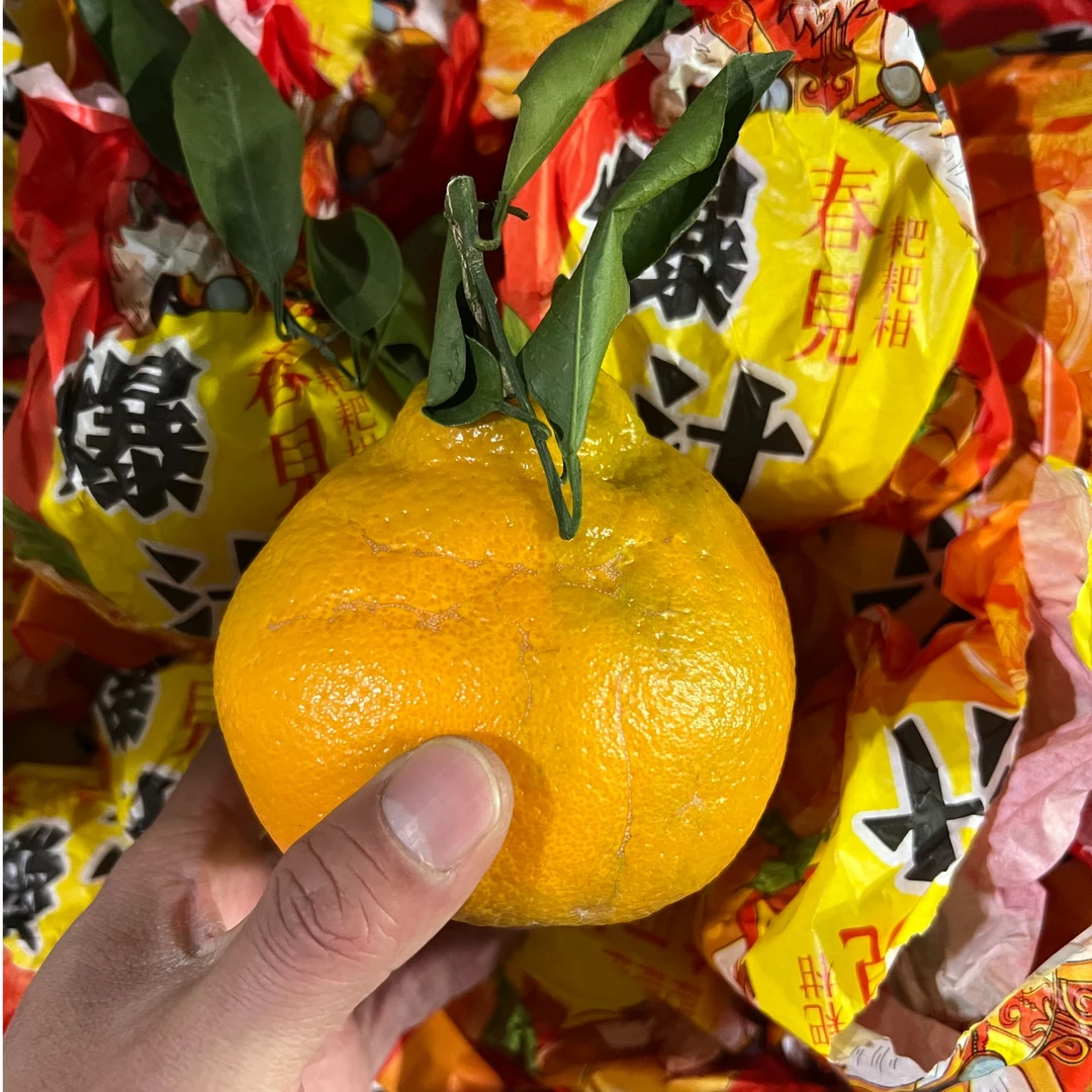 春见 粑粑柑约5斤
