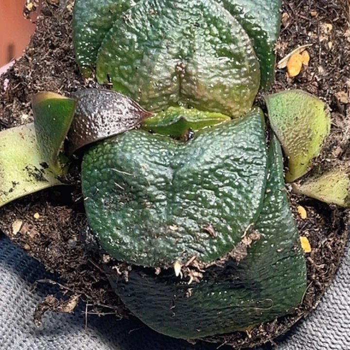 回****客户专拍一物一拍