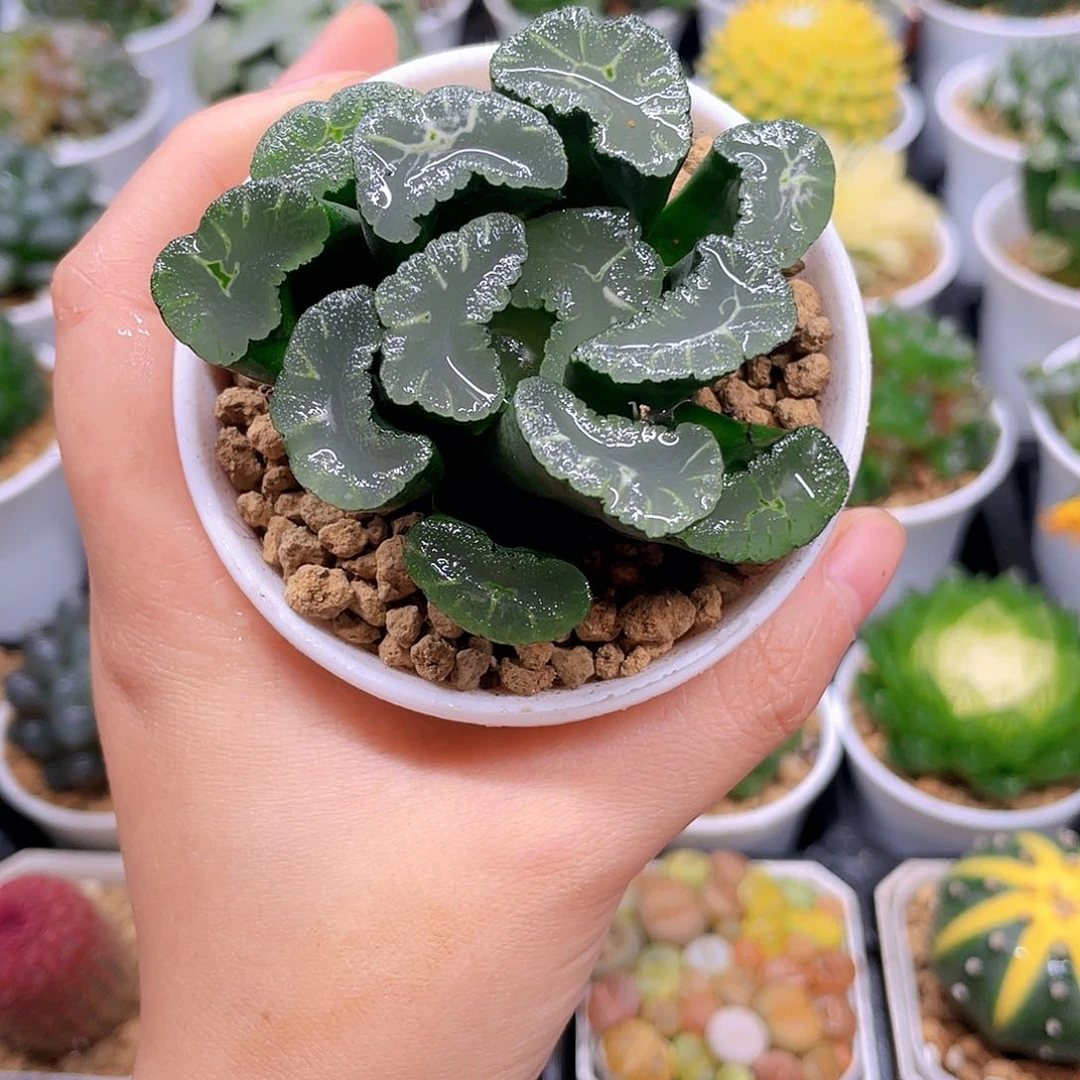 母本凤凰万象，原盆