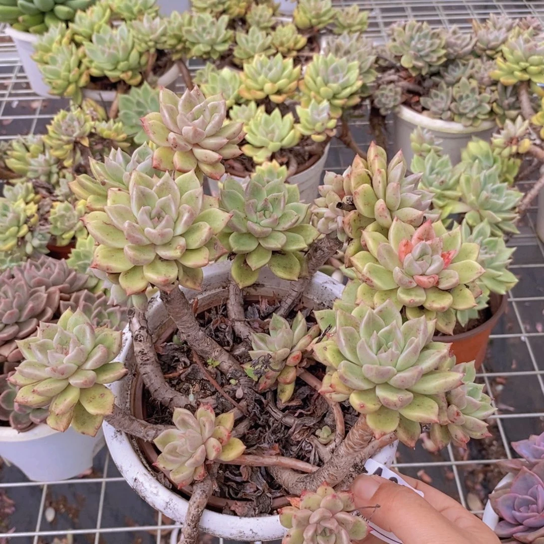 802璀璨老桩一物一拍
