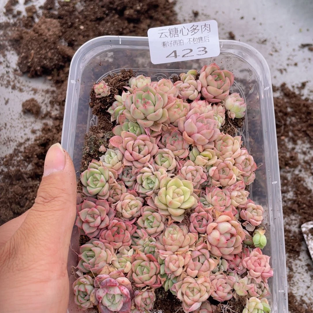 云糖心多肉植物423