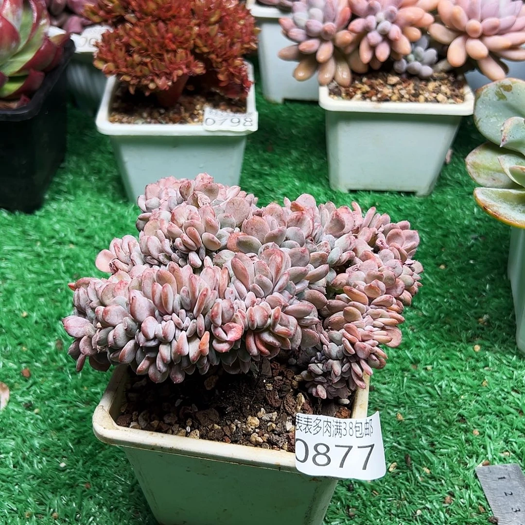 无花朵＂多肉一物一拍植物0877