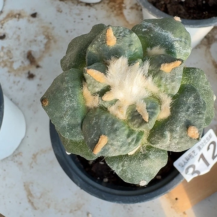 无花朵312金毛青瓷东二