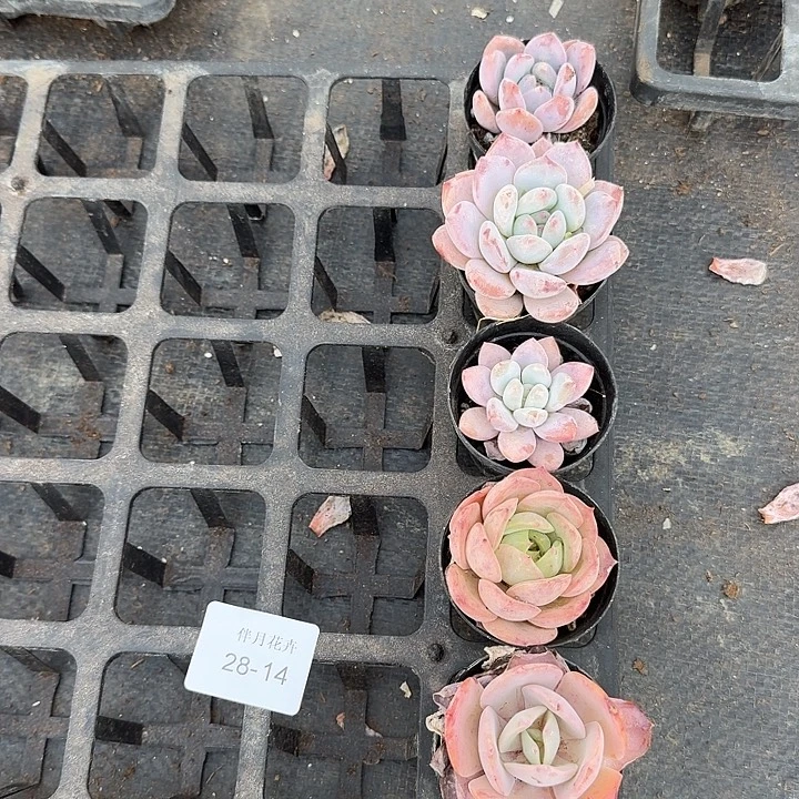 28-14美人混合二十颗量拍左九