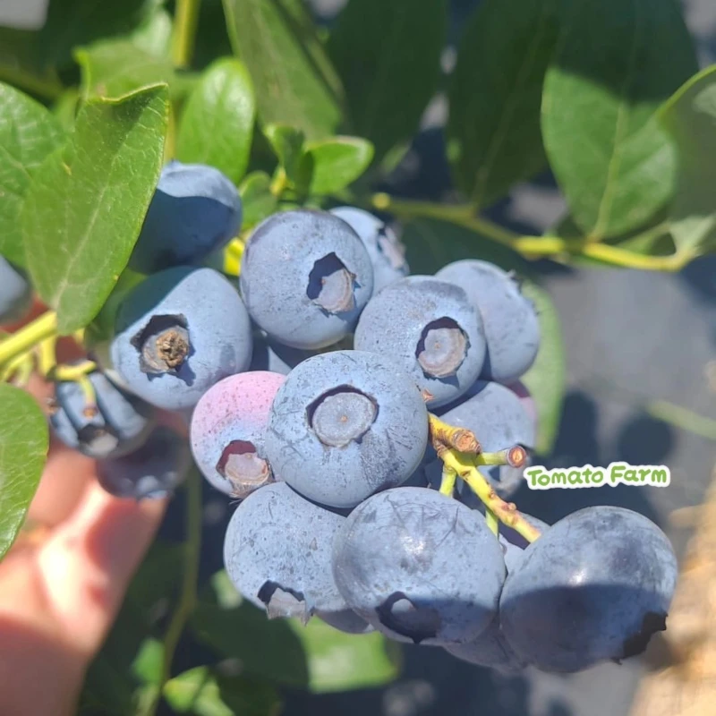 【花香蓝莓】BlueBerry现摘现发酸甜味Jade蓝莓合作生态顺丰